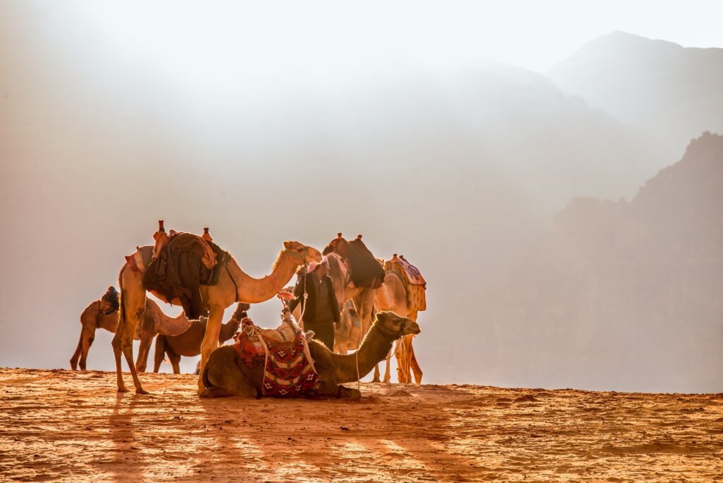 Camel-Pxhere-2021-landscape-desert-camel-solar-dromedary-jordan-1173629-pxhere.com (1)