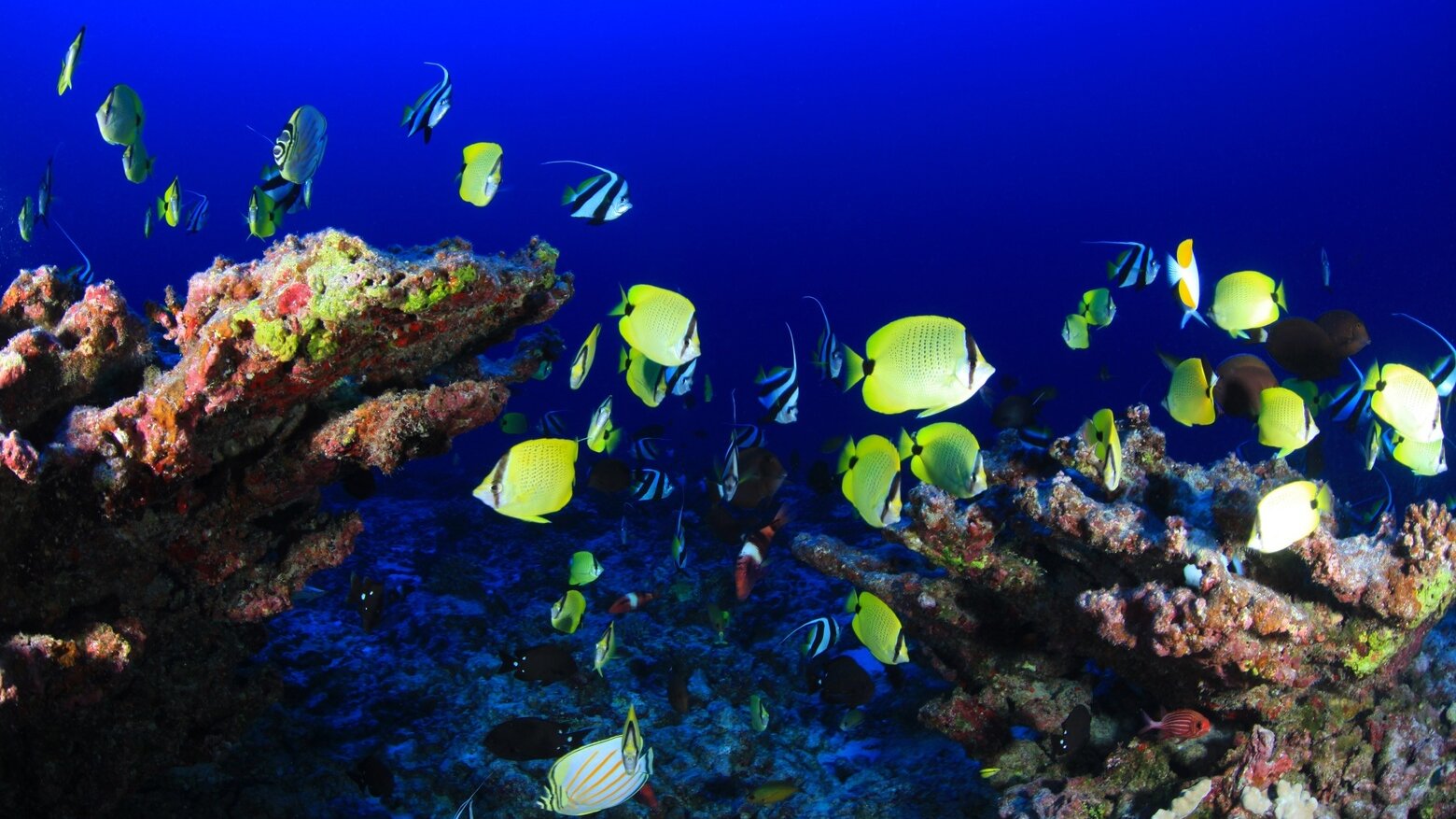 fishes in the sea. Scuba diving and snorkeling in Aqaba